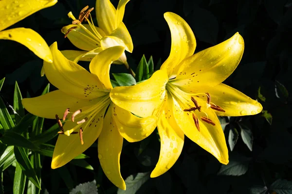 Цветок Желтый Лили Растения Крупным Планом — стоковое фото