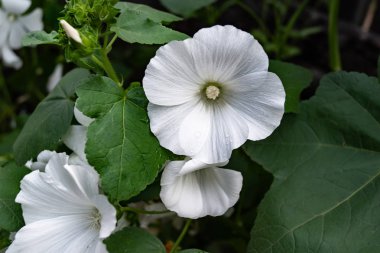 Bahçede beyaz çiçekli Petunia