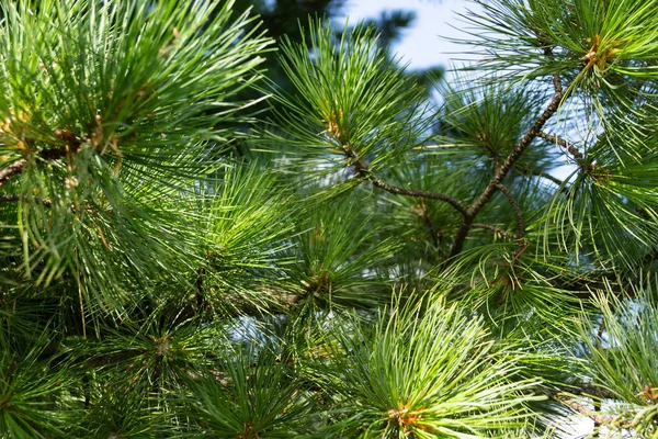 Genç Sibirya sedir yakın çekim