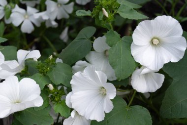 Bahçede beyaz çiçekli Petunia