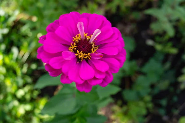 Parlak çiçeklenme tsiniya yakın çekim