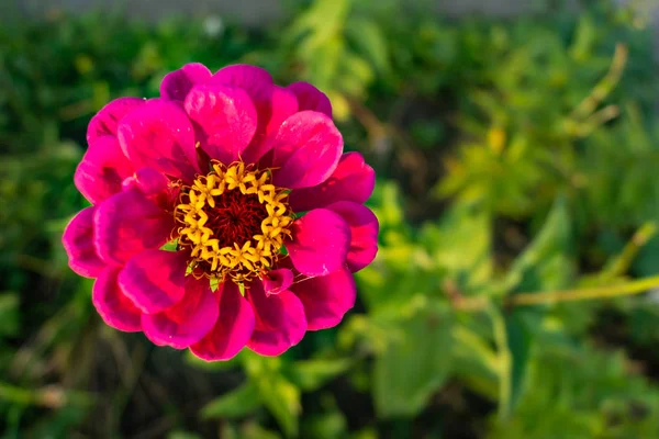 Parlak çiçeklenme tsiniya yakın çekim