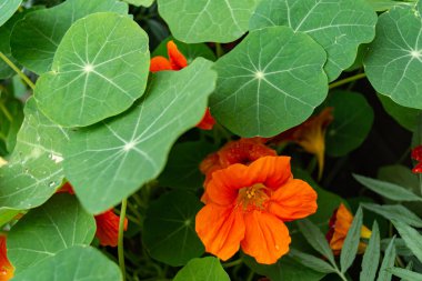 Çiçekli nasturtium bahçe yakın çekim