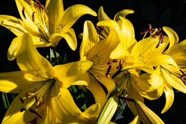 Gelbe Lilien Regentropfen Und Sonne — Stockfoto