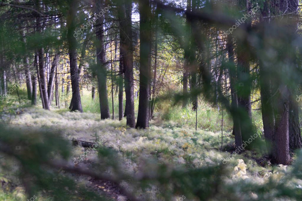 Фотообои autumn fairy-tale landscape forest