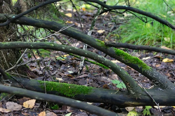 Rama Seca Musgo Verde Segunda Vida Los Árboles — Foto de Stock