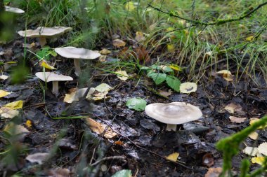 Beyaz orman mantarı ryadovka yakın plan..