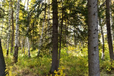 Orman manzarası, sonbahar perisi ormanı, vahşi yaşam, tayga