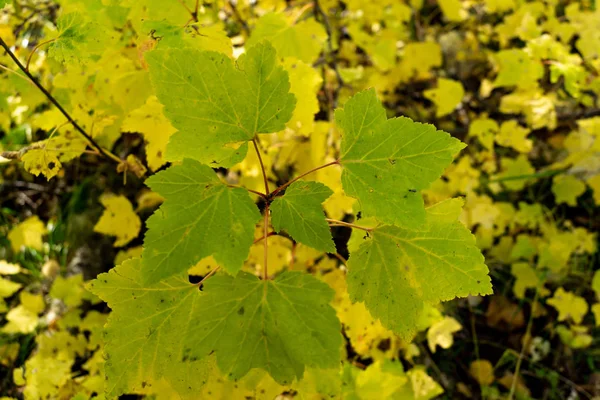 Floresta Selvagem Groselha Outono Cores Brilhantes Taiga Floresta — Fotografia de Stock