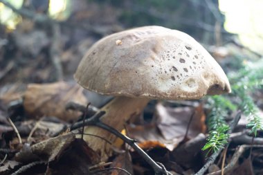 Mantar boletus sonbahar ormanı, yakın plan.