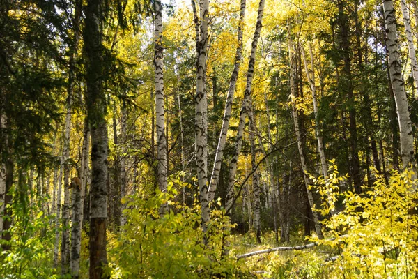 Forest landscape, autumn fairy forest, wildlife, taiga