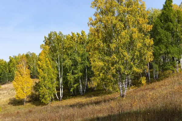 Gyllene Björkar Natur Höst Landskap — Stockfoto