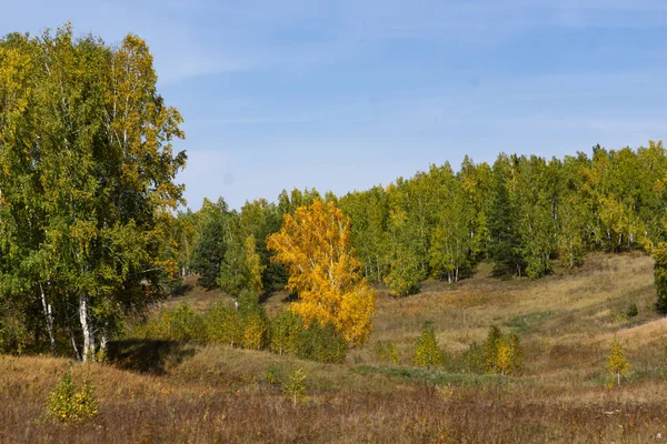 Bétulas Douradas Natureza Outono Paisagem — Fotografia de Stock