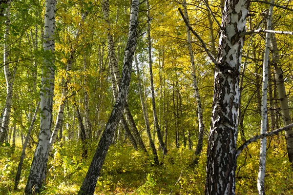 Paisagem Florestal Floresta Fadas Outono Vida Selvagem Taiga — Fotografia de Stock
