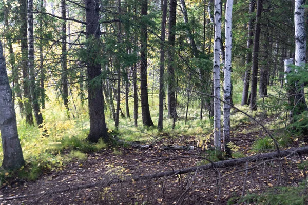 Träd Mossskog Spår Vilda Taiga — Stockfoto