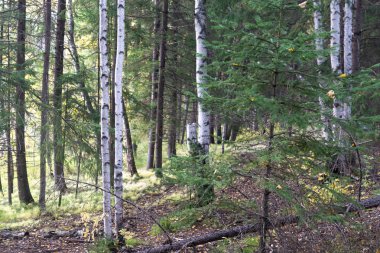 Ağaçlar yosun ormanları, vahşi taygalar.