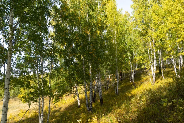 Gyllene Björkar Natur Höst Landskap — Stockfoto