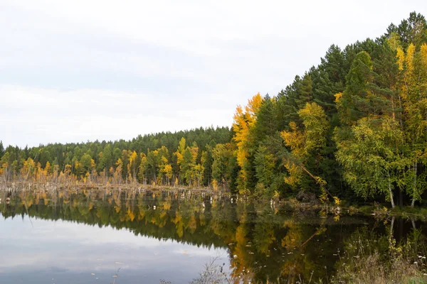 Espelho Floresta Selvagem Lago Taiga Árvores Água — Fotografia de Stock