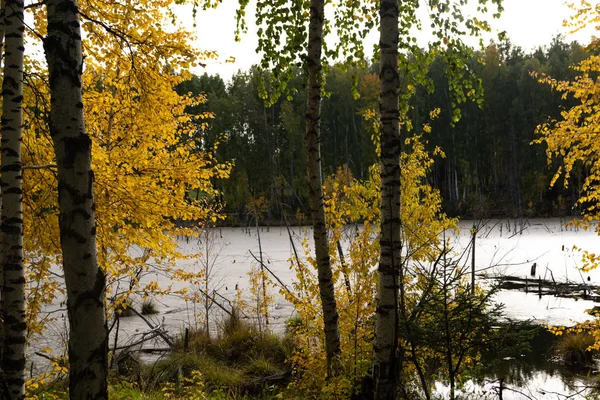 Bos Meer Landschap Sprookje Herfst Geel Goud — Stockfoto