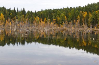 Ayna, Tayga 'daki vahşi orman gölü, sudaki ağaçlar