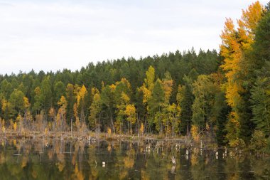 Ayna, Tayga 'daki vahşi orman gölü, sudaki ağaçlar