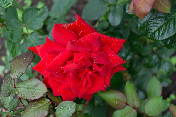 Bahçe yağmur damlaları ve güneş ışınlarıyla yükseldi