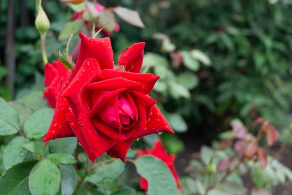 Jardim Rosa Gotas Chuva Raios Sol — Fotografia de Stock