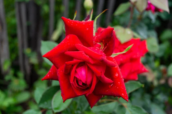 Jardim Rosa Gotas Chuva Raios Sol — Fotografia de Stock