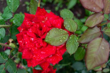 Bahçe yağmur damlaları ve güneş ışınlarıyla yükseldi