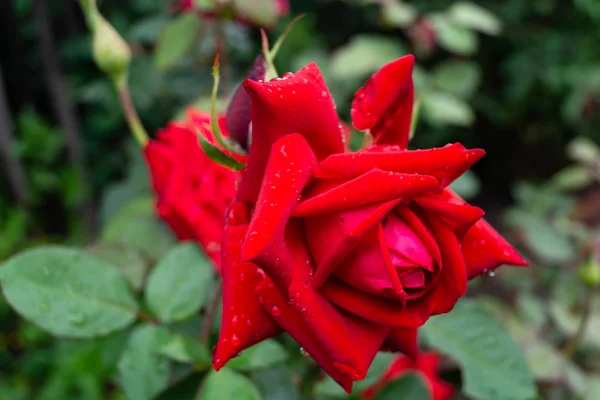 Jardim Rosa Gotas Chuva Raios Sol — Fotografia de Stock