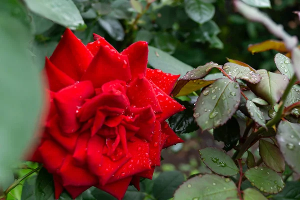 Garten Stieg Regentropfen Und Sonnenstrahlen — Stockfoto