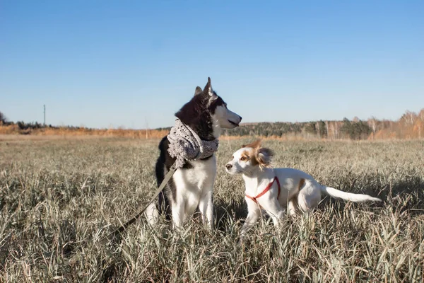 Pura Siberian Husky Outfit Feriado Natal — Fotografia de Stock