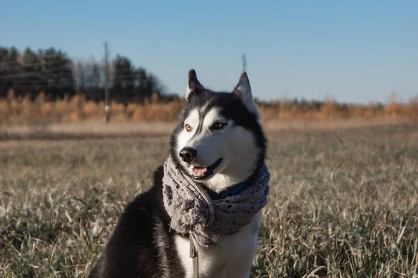 Purebred Siberian Husky Outfit Holiday Christmas — Stock Photo, Image