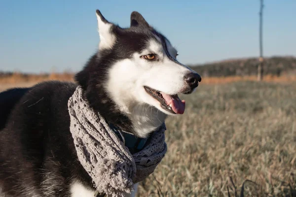 Pure Siberische Husky Outfit Vakantie Kerstmis — Stockfoto