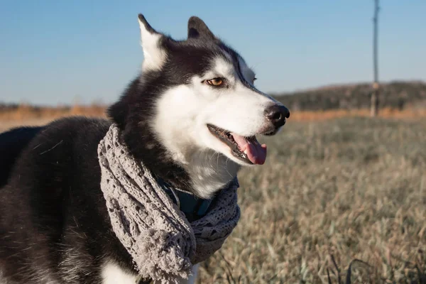 Safkan Sibirya Husky Kıyafeti Noel Tatili — Stok fotoğraf