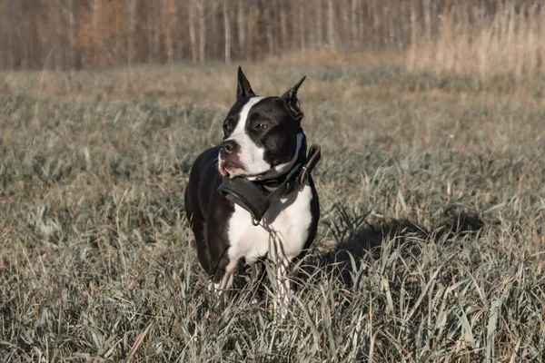American Staffordshire Terrier Hund Träningsklasser — Stockfoto