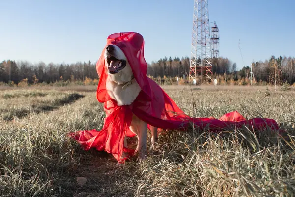 Cão Pastor Suíço Branco Traje Cachorro — Fotografia de Stock