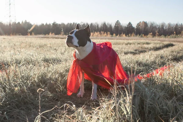 American Staffordshire Terrier Kostym Semester — Stockfoto