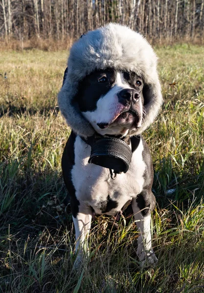 Amerykański Staffordshire Terrier Kostium Wakacje — Zdjęcie stockowe