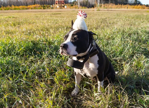 American Staffordshire Terrier Kostym Semester — Stockfoto