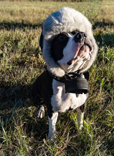 Amerykański Staffordshire Terrier Kostium Wakacje — Zdjęcie stockowe