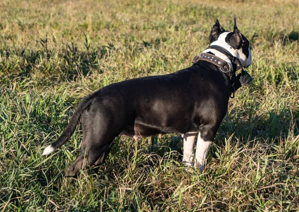 American Staffordshire Terrier Cão Aulas Treinamento — Fotografia de Stock