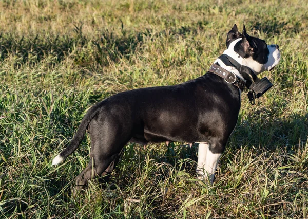 American Staffordshire Terrier Hund Träningsklasser — Stockfoto