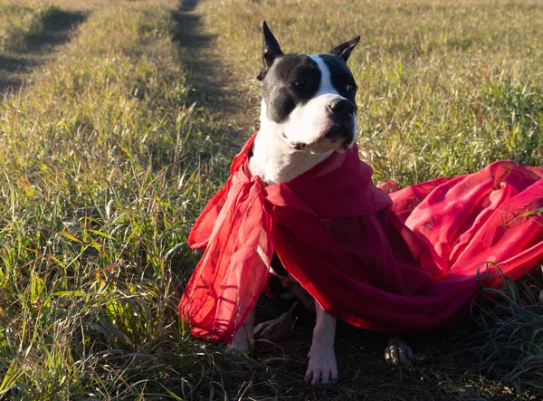 American Staffordshire Terrier Costume Vacanza — Foto Stock