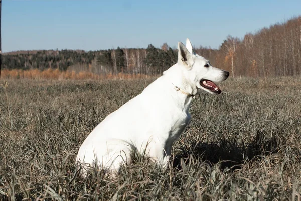 Vit Schweizisk Herde Naturträning — Stockfoto