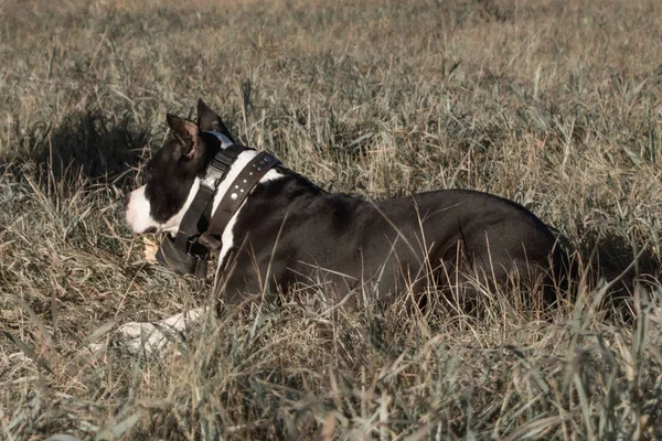 American Staffordshire Terrier Traje Feriado — Fotografia de Stock