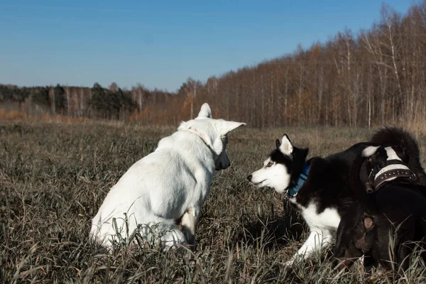 白いスイスの羊飼い 自然の中での訓練 — ストック写真