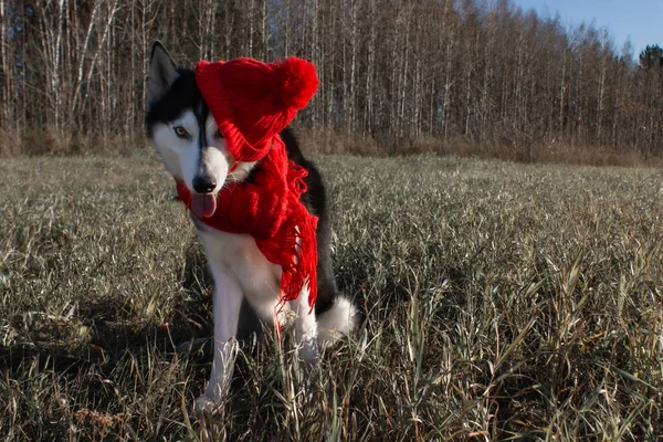 Pura Raza Siberiana Husky Traje Vacaciones Navidad —  Fotos de Stock