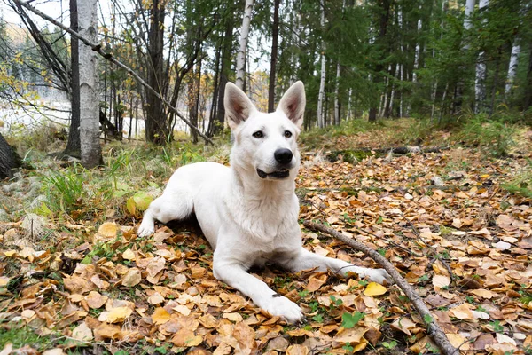 Beyaz İsviçreli çoban, doğa eğitimi alıyor.