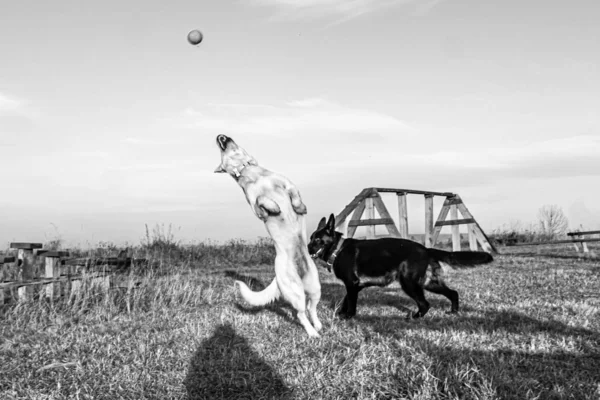 Cães Jogar Bola Pastor Alemão Preto Pastor Suíço Branco Yin — Fotografia de Stock